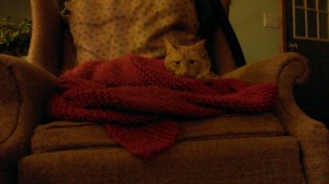 Percy loves the blanket ElvenTiger just finished knitting.