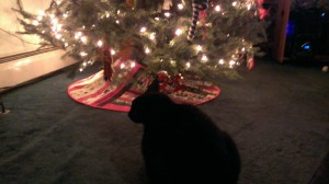 Merlin enjoying the tree.