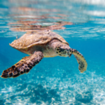 Lessons From the Sea Turtles